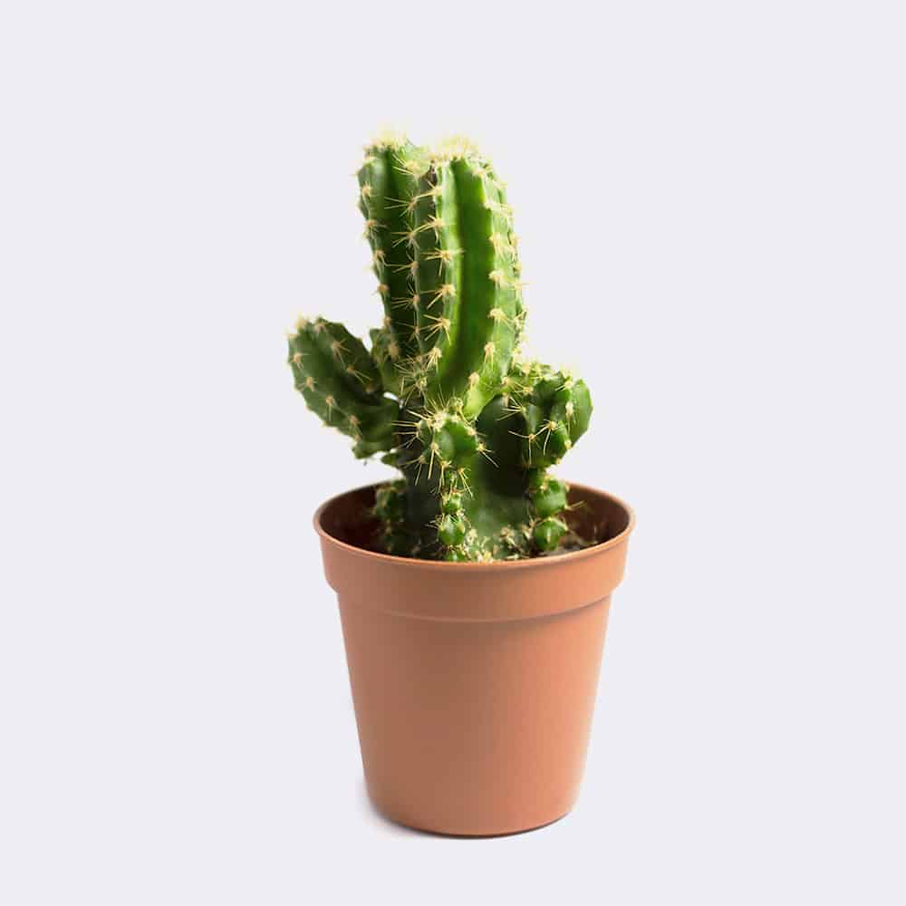 Cactus1 Free Img