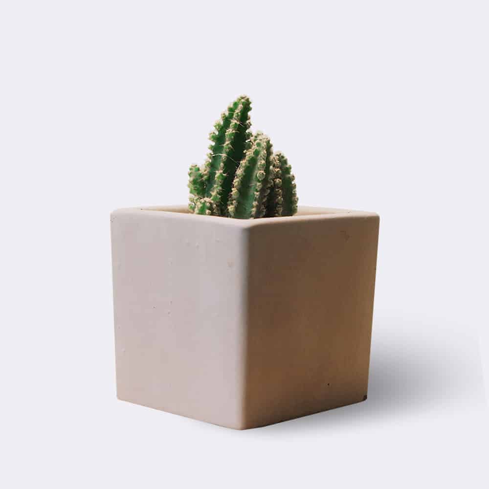 Cactus2 Free Img