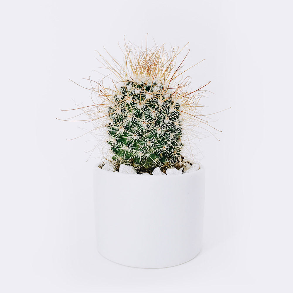 Cactus3 Free Img