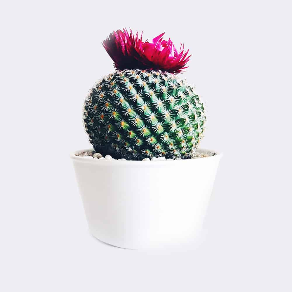 Cactus4 Free Img